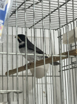 MAVERICK GILDINHO