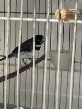 MAQUINARIO