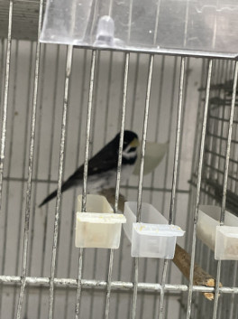 MARRETINHA