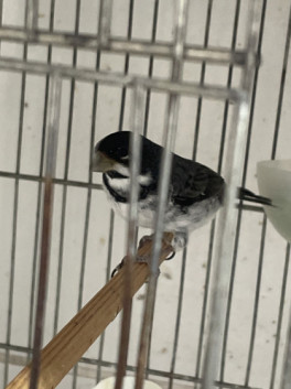MATERIA PRIMA