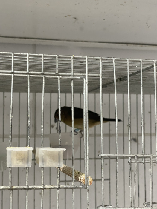 BAIANA DANÇARINA MATRIZ 
