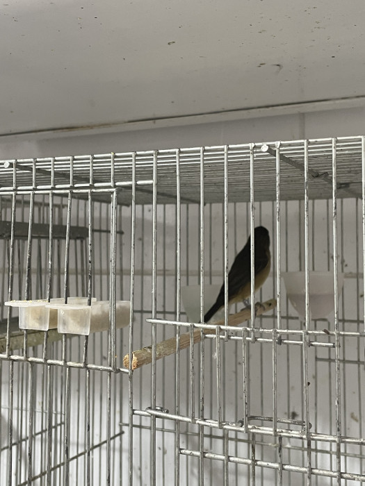 BAIANA DANÇARINA MATRIZ 